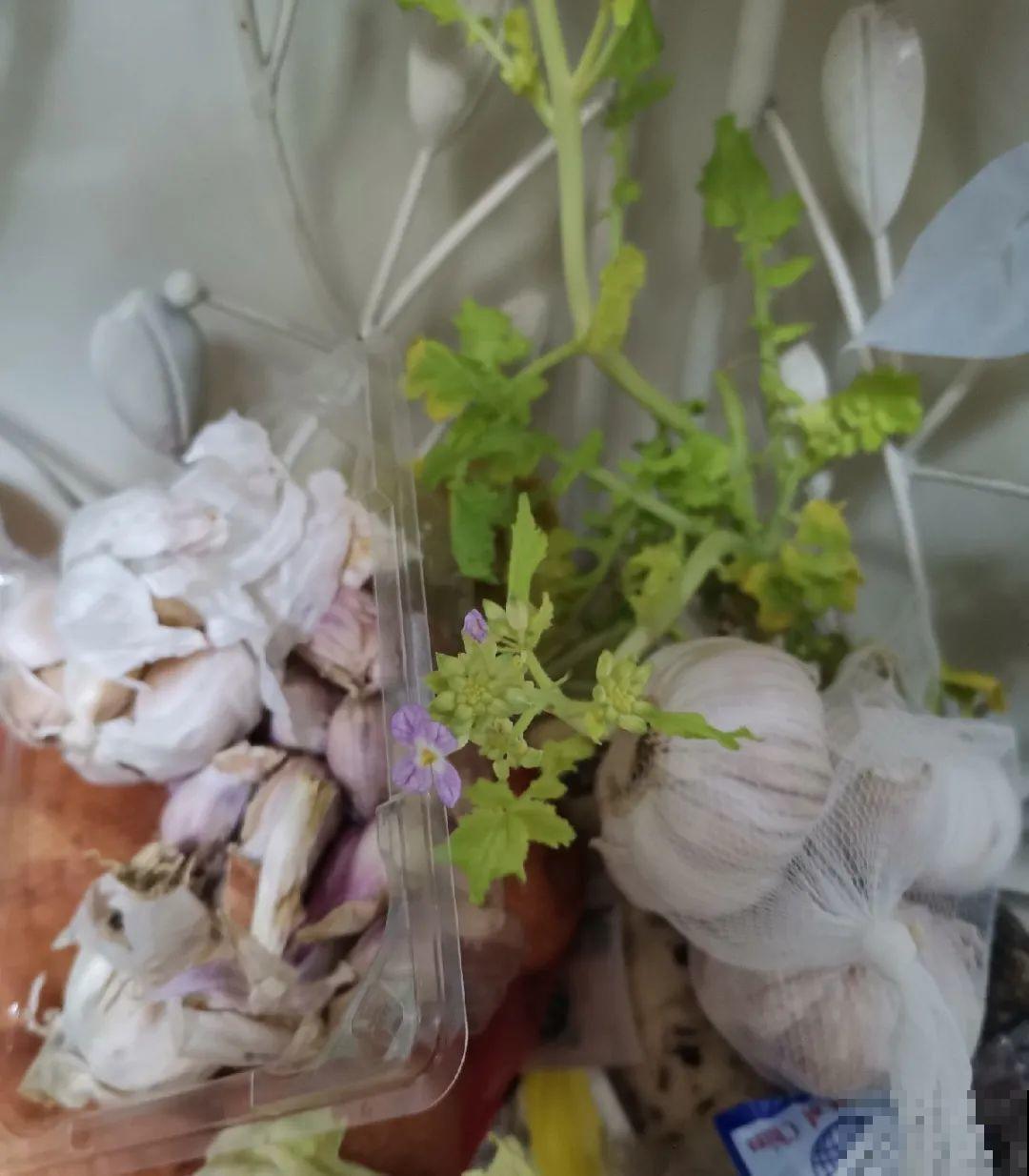 3个月后才回家，家里的花疯了，墙缝、房顶都爬满！