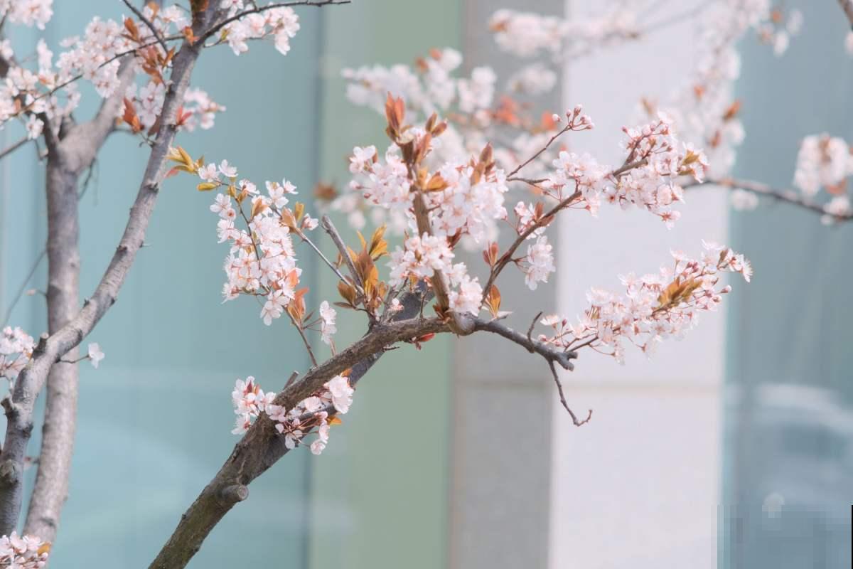5步种好盆栽紫叶李,简单还省钱,来年果子长满盆! 5步种好盆栽紫叶李,简单还省钱,来年果子长满盆!