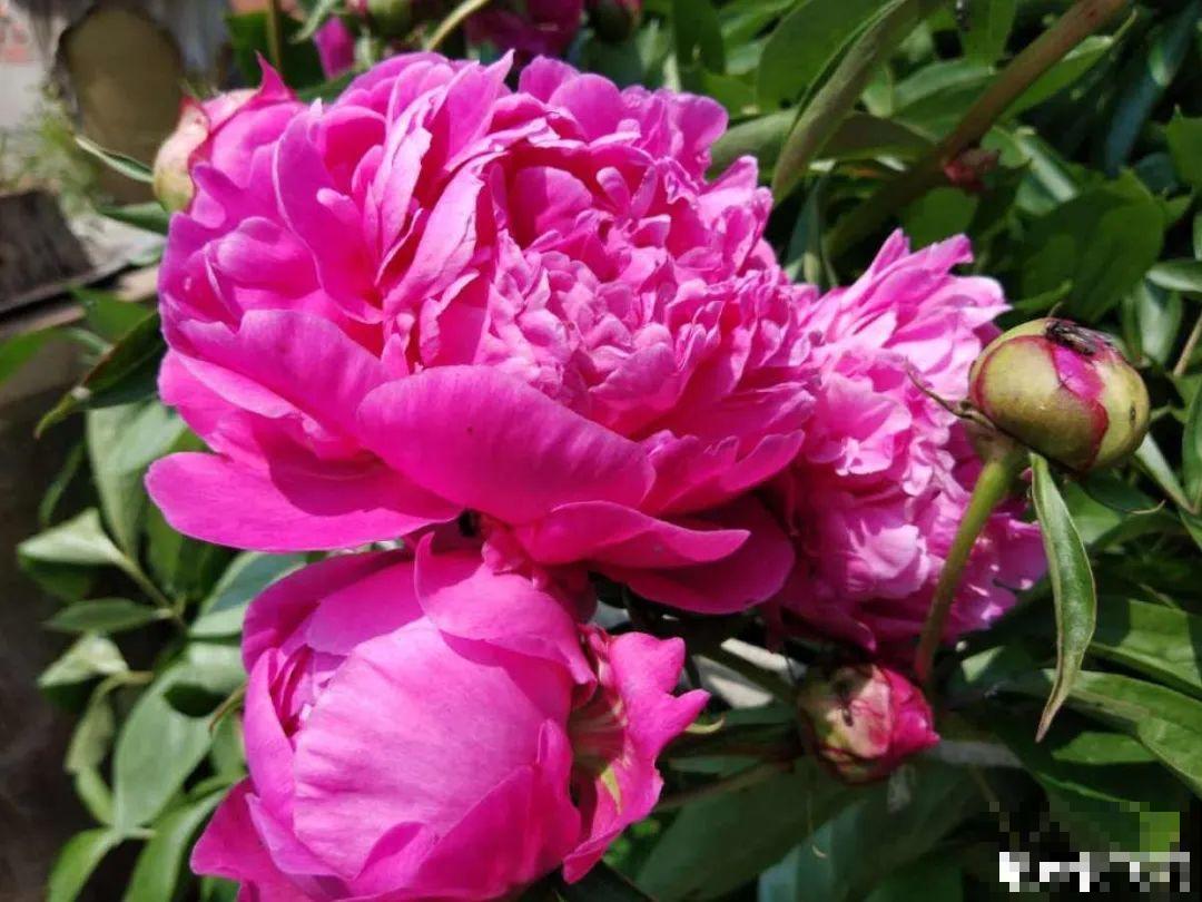 看图猜花名，100道题，测你的养花天分！