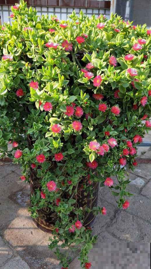 8种花,吊起来养,小阳台也能养成花园 8种花,吊起来养,小阳台也能养成花园