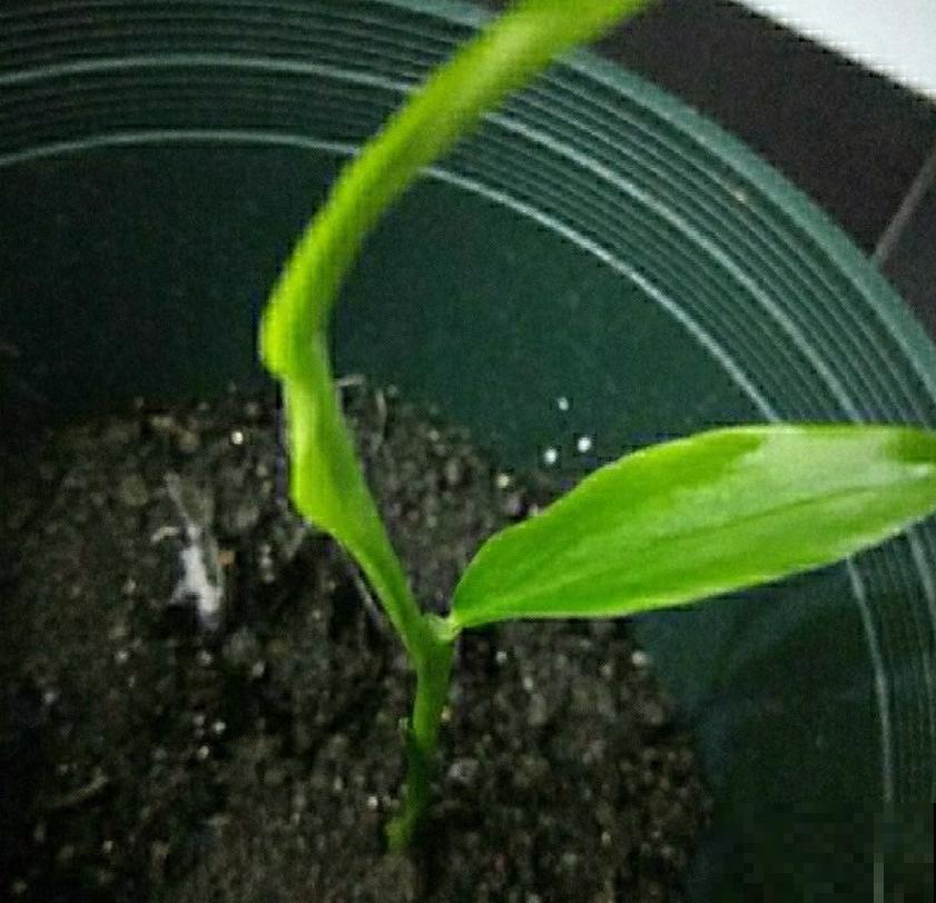 发芽的生姜不要扔,埋到花盆里,叶子绿油油! 发芽的生姜不要扔,埋到花盆里,叶子绿油油!