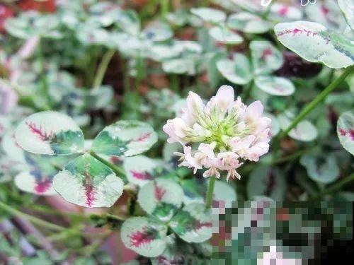 这花被人工培育了,叶子变异后,可以这么美! 这花被人工培育了,叶子变异后,可以这么美!