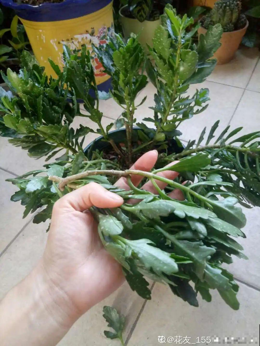 家里养3种花,最怕遇见这个,抓紧避免才能疯长! 家里养3种花,最怕遇见这个,抓紧避免才能疯长!