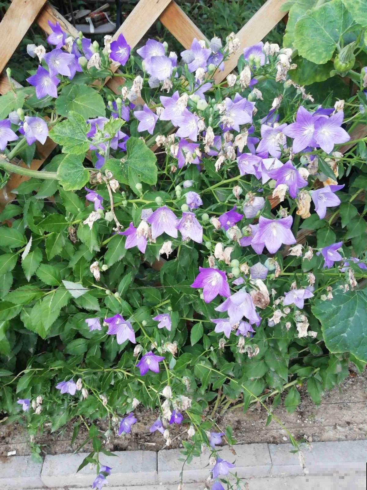 还在买洋桔梗?种桔梗吧,种子一撒,满盆全是小星星! 还在买洋桔梗?种桔梗吧,种子一撒,满盆全是小星星!