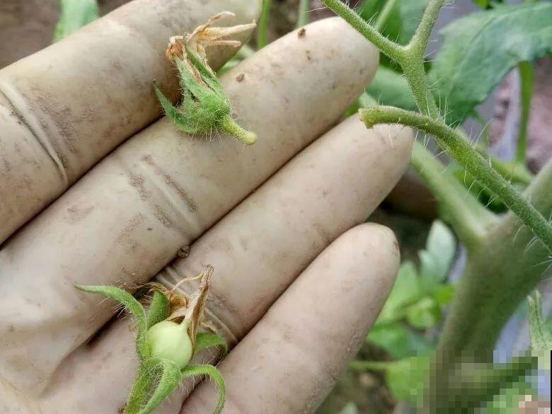 缺肥的7大表现，看清楚，再对症施肥！