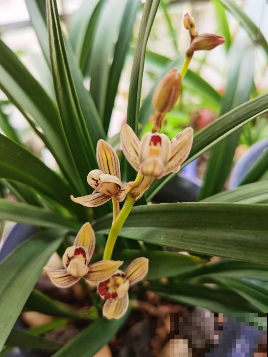 4种花，初秋千万别入手，养不活还浪费钱