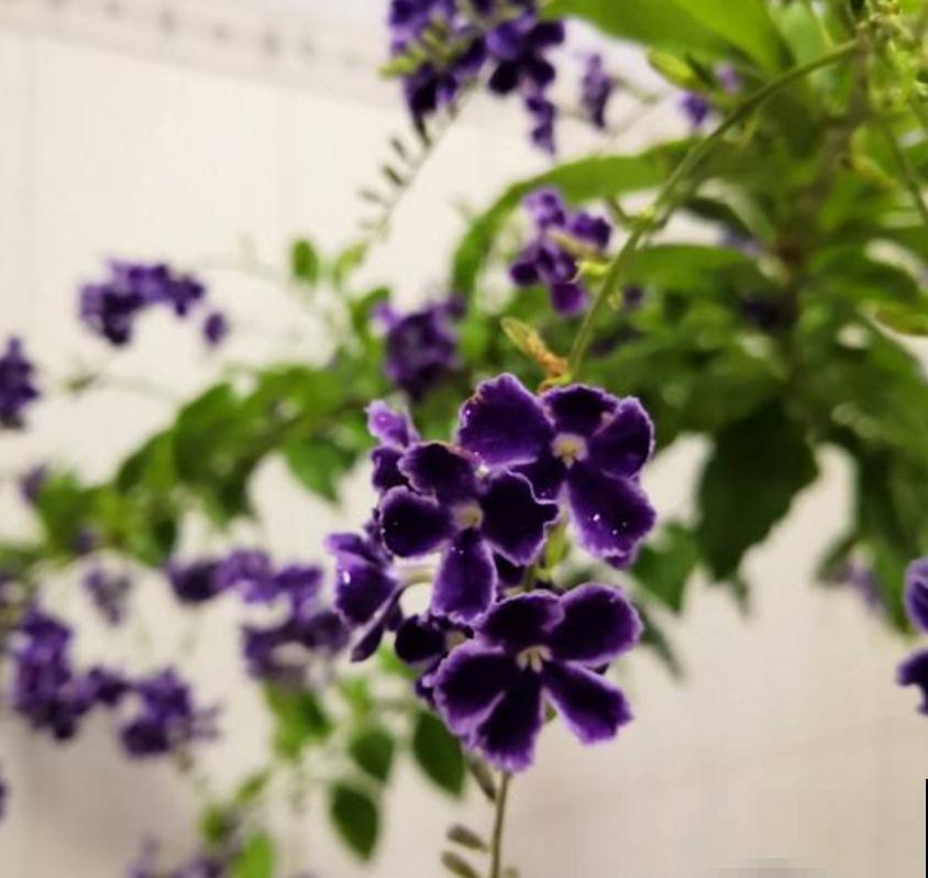 “紫美人”蕾丝金露花,紫得发亮,养成花帘美爆了! “紫美人”蕾丝金露花,紫得发亮,养成花帘美爆了!