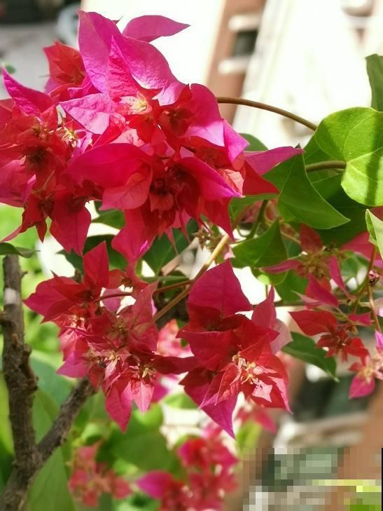 家里南阳台,就得种点阳性花,太阳越大开花越多 家里南阳台,就得种点阳性花,太阳越大开花越多