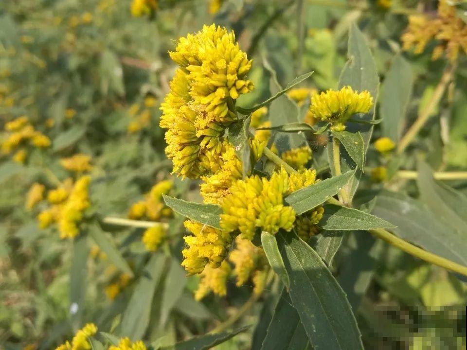 38种入侵植物,全村出来挖,挖完又长一大片 38种入侵植物,全村出来挖,挖完又长一大片