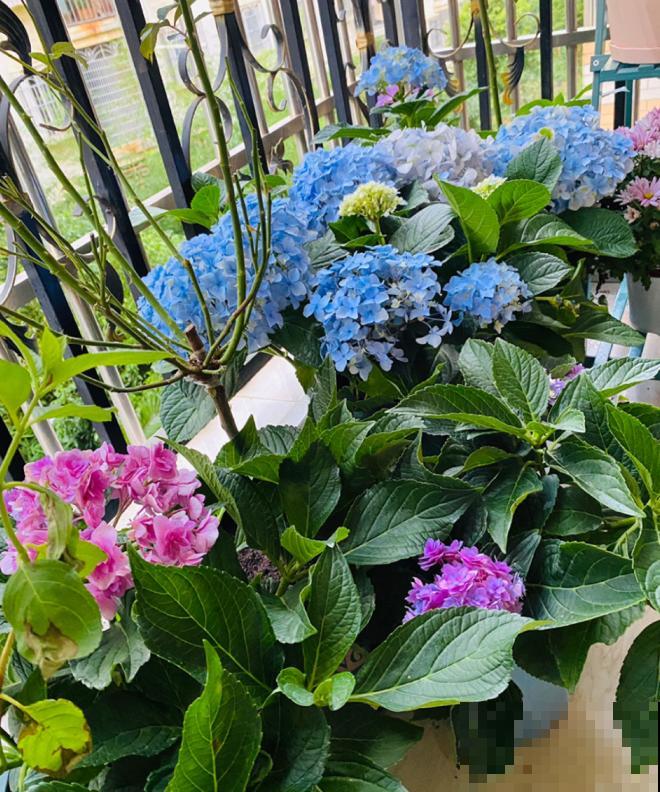 养花不要贪多，只选一个最好的品种，随便养养就爆盆！