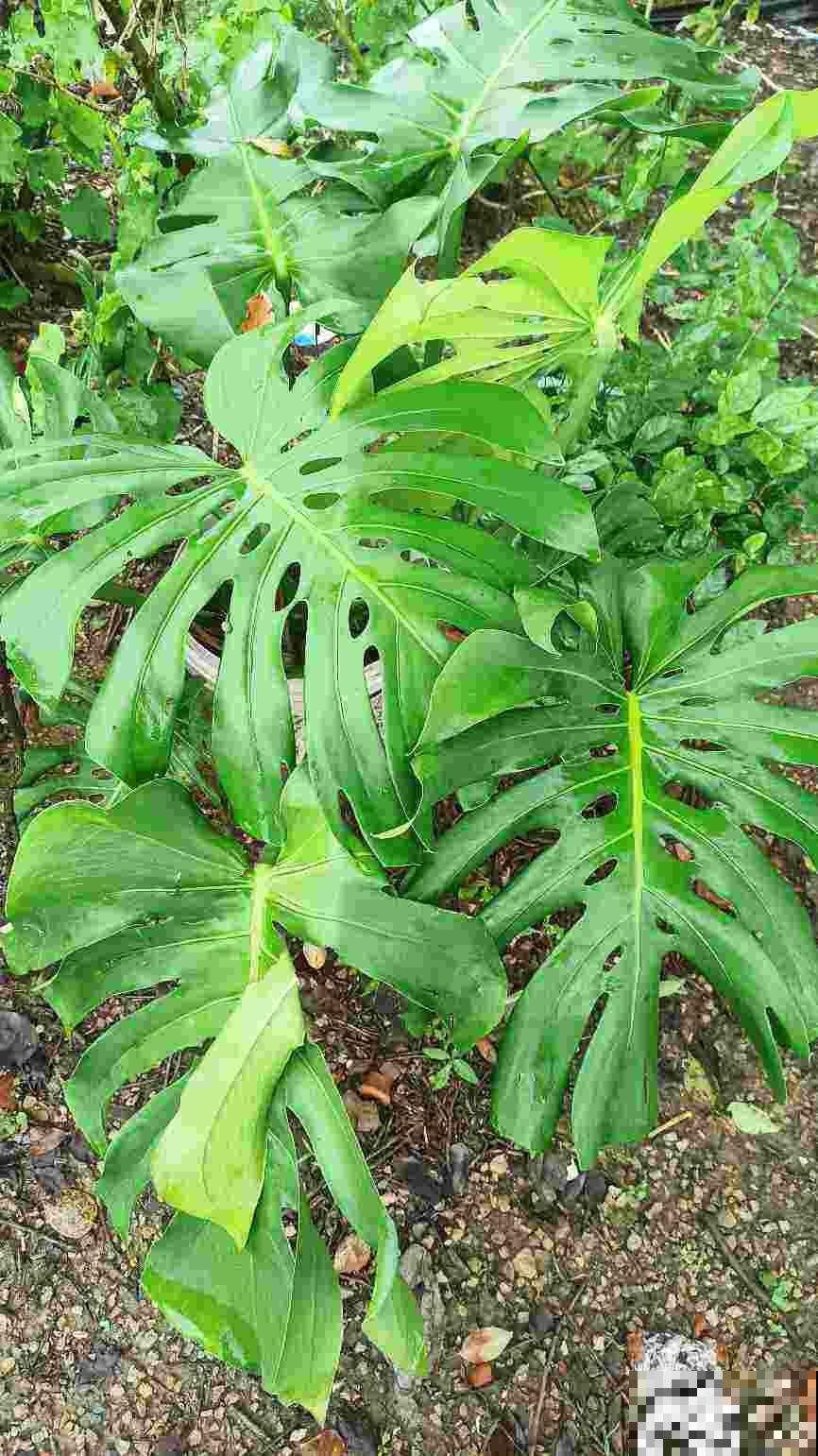 家里南阳台,就得种点阳性花,太阳越大开花越多 家里南阳台,就得种点阳性花,太阳越大开花越多