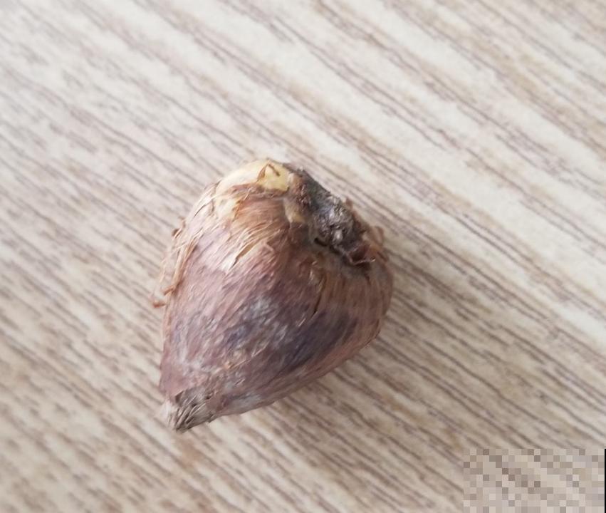 那些被你扔掉的香雪兰种球,栽土里还能活,不看亏大了! 那些被你扔掉的香雪兰种球,栽土里还能活,不看亏大了!