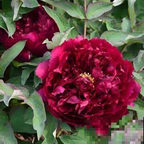 这花只能秋天养,埋土里就活,晚了再等一整年! 这花只能秋天养,埋土里就活,晚了再等一整年!