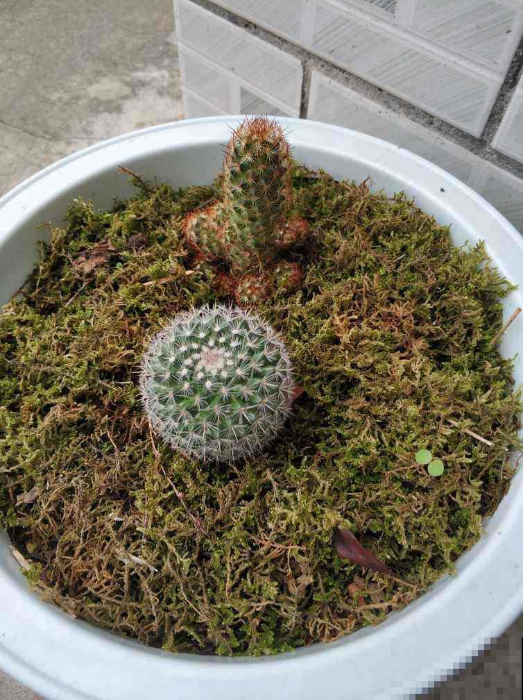 养这5种可爱绿植,毛茸茸的,绿植界萌宠担当! 养这5种可爱绿植,毛茸茸的,绿植界萌宠担当!