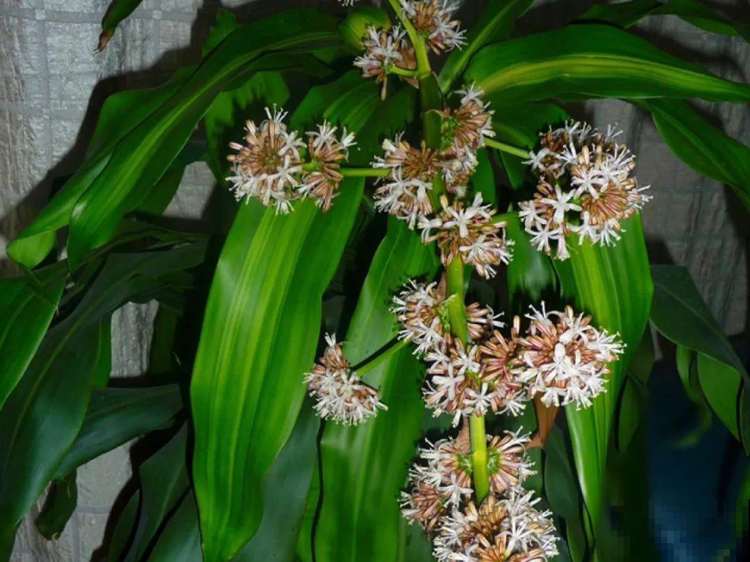 24种植物“净化器”,每个房间养一盆,太值了! 24种植物“净化器”,每个房间养一盆,太值了!