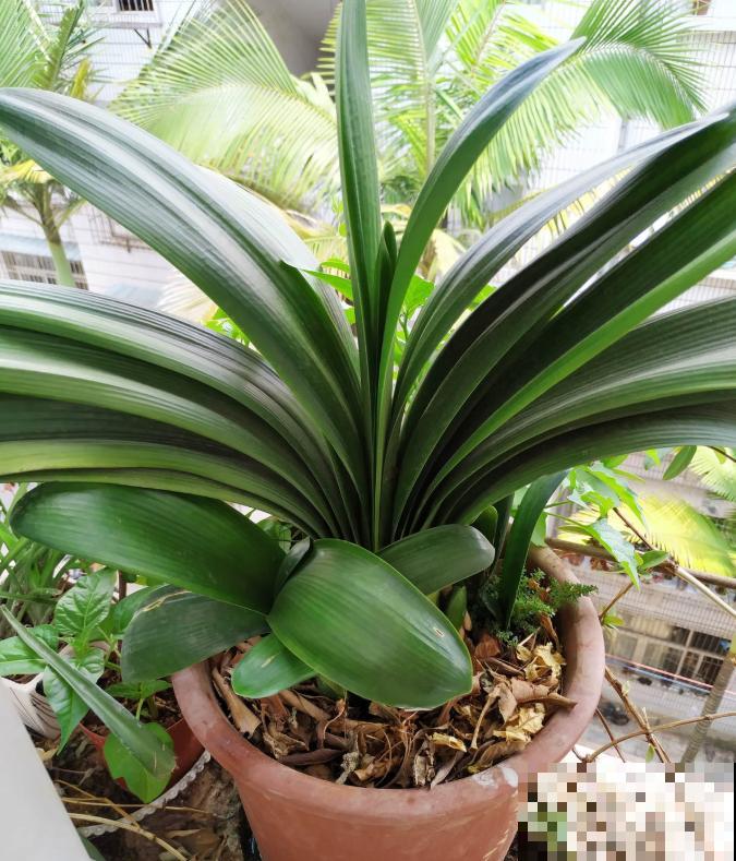 君子兰3大养护难题,一次性给你解决,今年准时开花! 君子兰3大养护难题,一次性给你解决,今年准时开花!