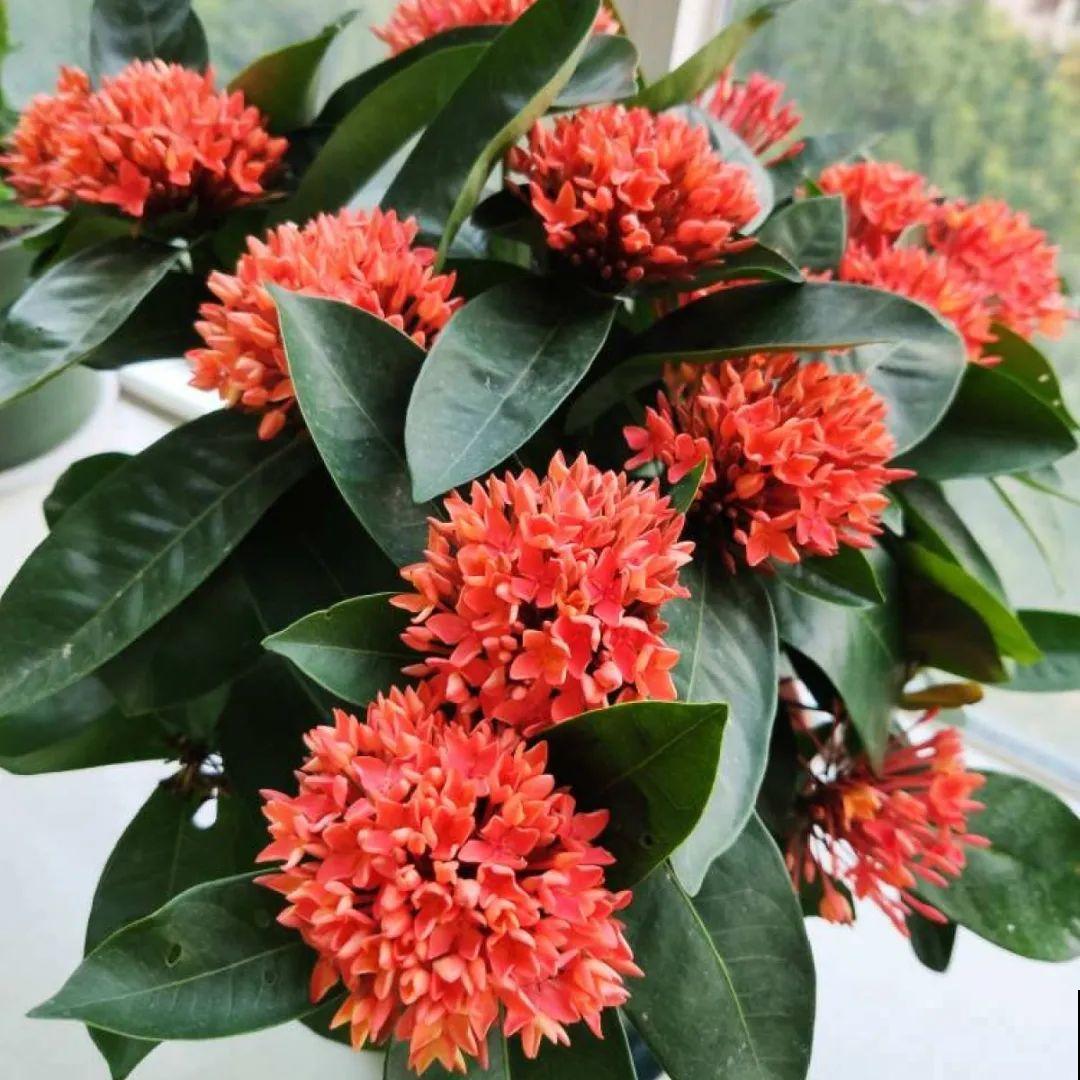 看图猜花名，100道题，测你的养花天分！