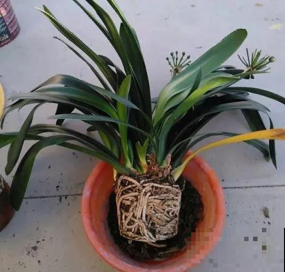 8种花换盆,换好了生一堆,换错立马死! 8种花换盆,换好了生一堆,换错立马死!