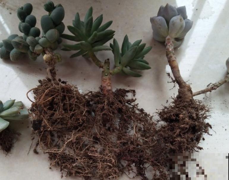 多肉养胖攻略,3步变成肉墩子,一个月就有效! 多肉养胖攻略,3步变成肉墩子,一个月就有效!