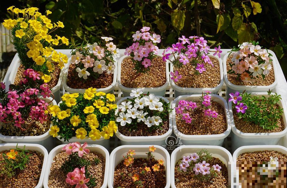 初入花坑,就选这些懒人花,种一次开好几个月! 初入花坑,就选这些懒人花,种一次开好几个月!