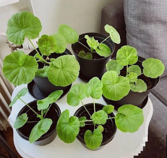 花开完别剪,再等15天,能收上千粒种子! 花开完别剪,再等15天,能收上千粒种子!