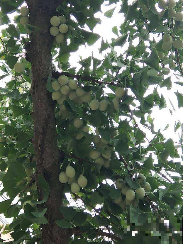 路边常见的行道树，种子捡回家，就能种出小盆栽