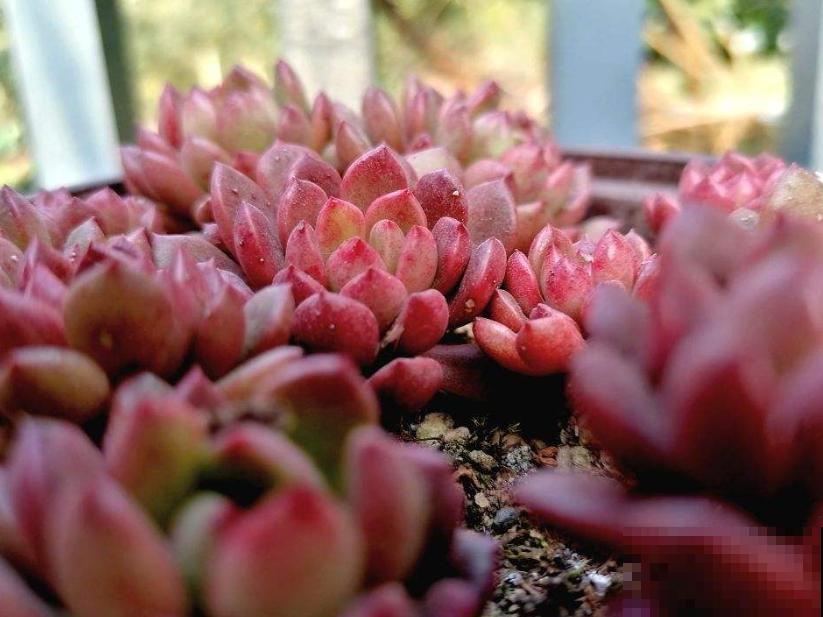 封闭小阳台，适合养这8种多肉，上色快、爆盆容易！