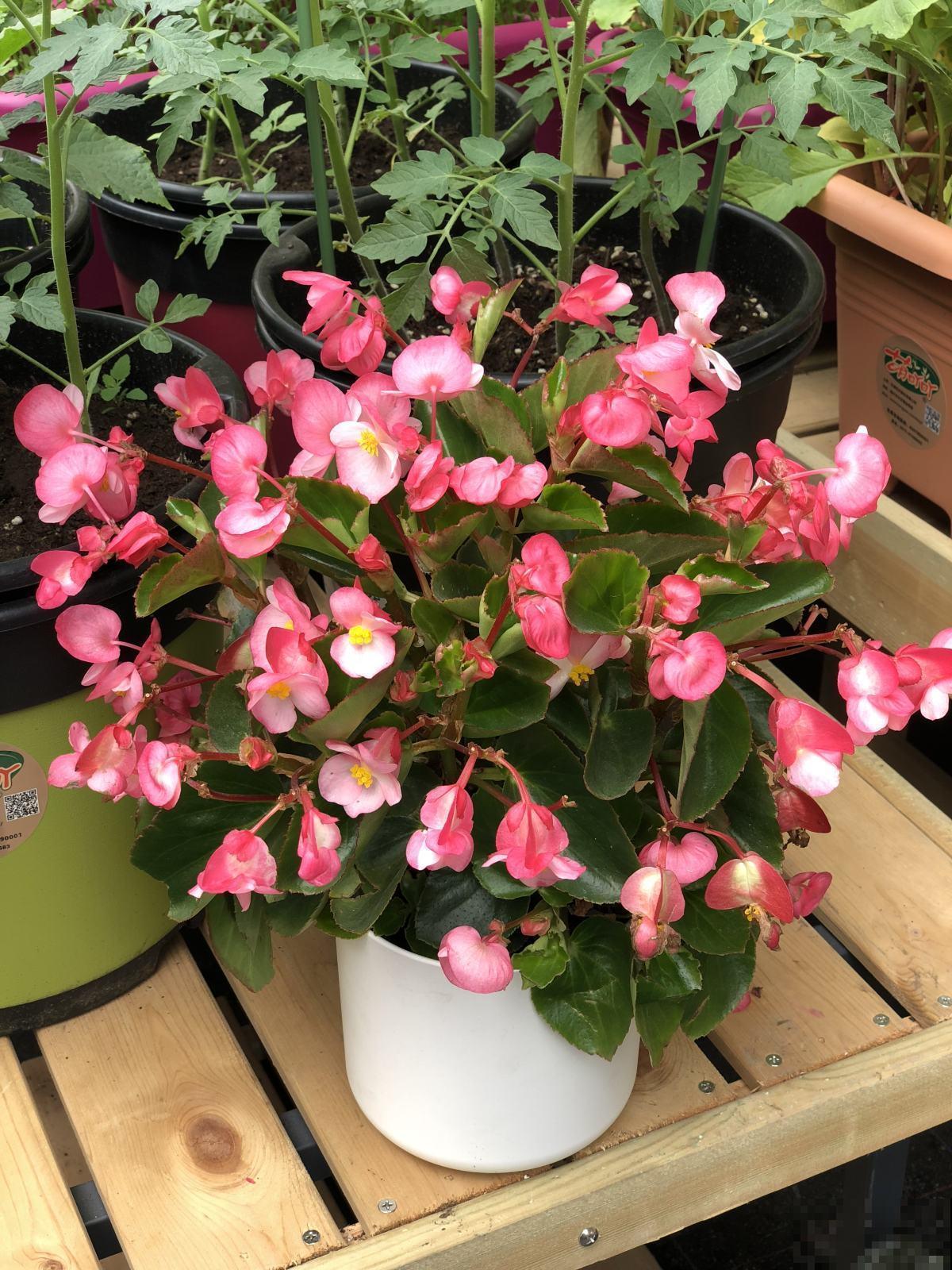 家里只有背阴阳台,又想养开花植物,种这5种植物就对了! 家里只有背阴阳台,又想养开花植物,种这5种植物就对了!