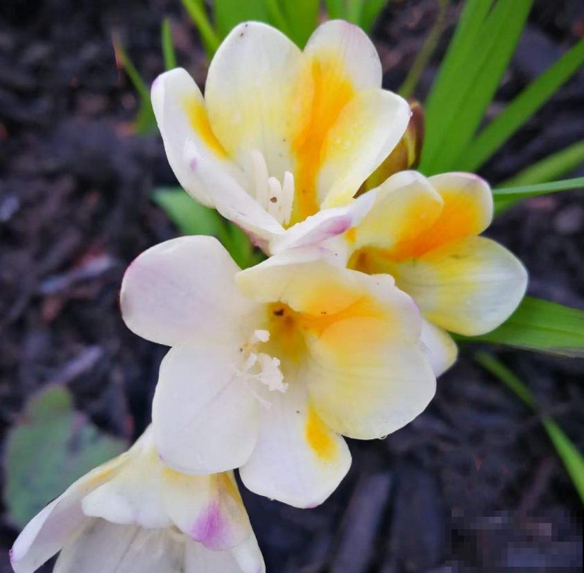 那些被你扔掉的香雪兰种球,栽土里还能活,不看亏大了! 那些被你扔掉的香雪兰种球,栽土里还能活,不看亏大了!