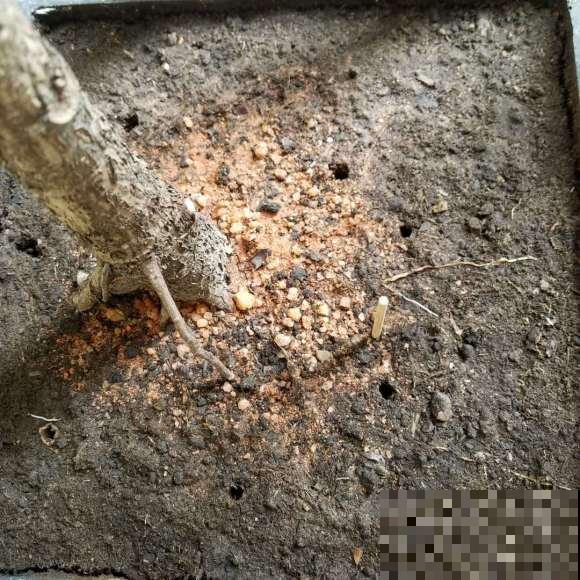 浇水时注意一个细节,花喝了长得超快,大白根又密又壮! 浇水时注意一个细节,花喝了长得超快,大白根又密又壮!