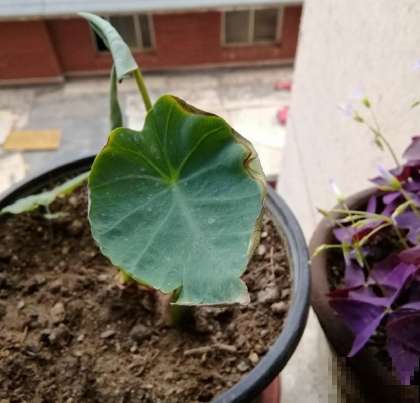 滴水观音不敢养?别怕,芋头扔土里种起来,比滴水观音还美! 滴水观音不敢养?别怕,芋头扔土里种起来,比滴水观音还美!