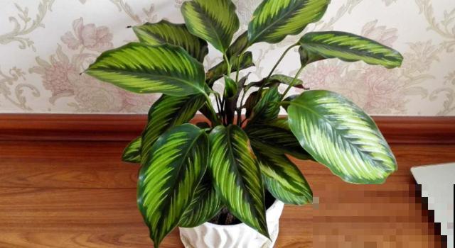 绿植“贵族”银皇后，净化空气超棒，烟友必备！