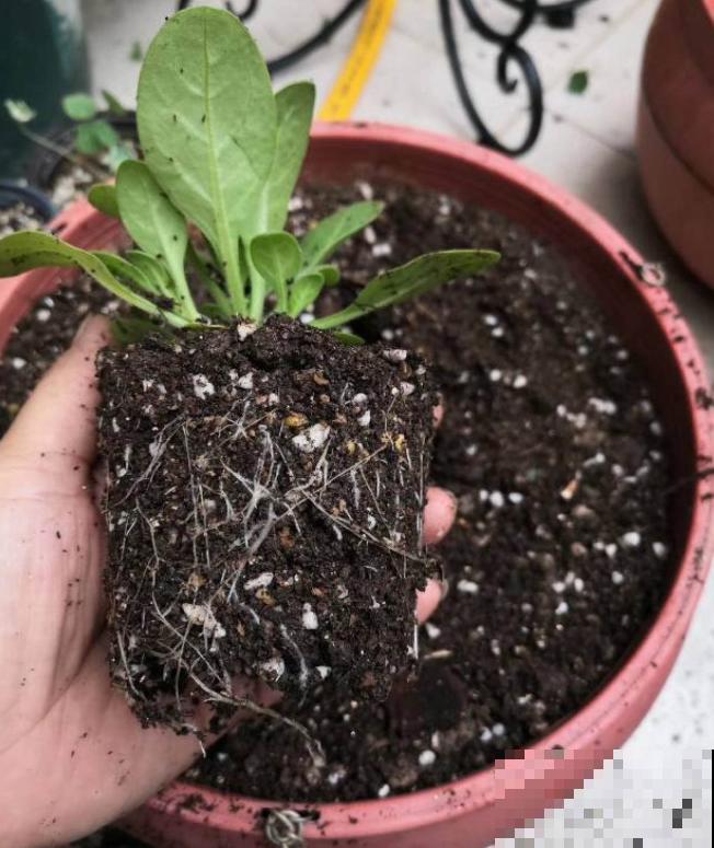 现在是播种最佳时期,种多少活多少,从秋开到春! 现在是播种最佳时期,种多少活多少,从秋开到春!