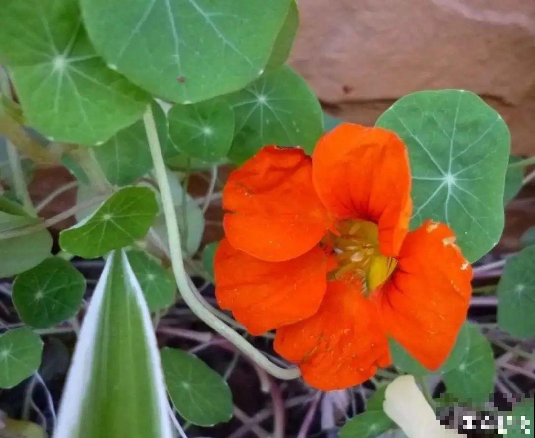 养花怎么才能人工授粉?一根小棉棒,就能解决问题! 养花怎么才能人工授粉?一根小棉棒,就能解决问题!