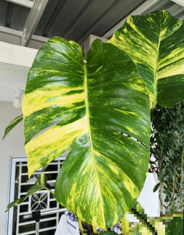 绿萝养久了,居然变成了龟背竹,还开背了? 绿萝养久了,居然变成了龟背竹,还开背了?