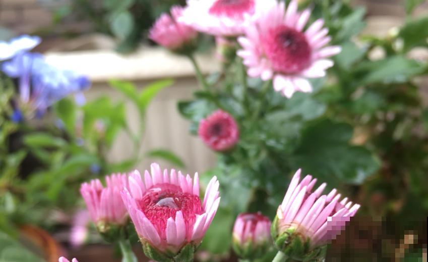 小巧霸气的女王菊，品种众多，养在阳台特美！