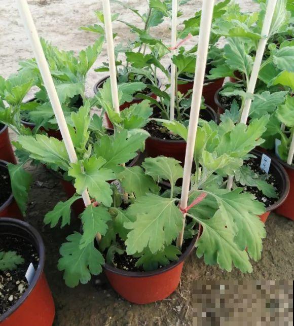 下个月开始，这10种花不能剪，剪了没花看，白养大半年！