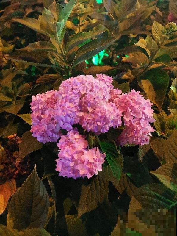 三角梅养在绿化带,呼呼蹿成大花树,养家里却不长个 三角梅养在绿化带,呼呼蹿成大花树,养家里却不长个