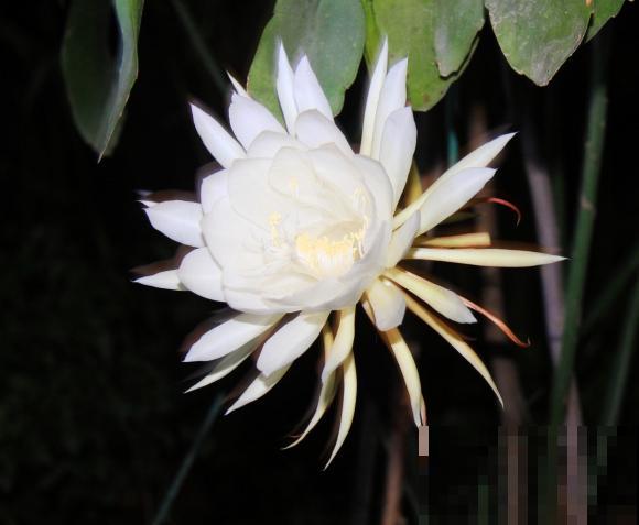 昙花也能白天开？关小黑屋就行，特别简单！