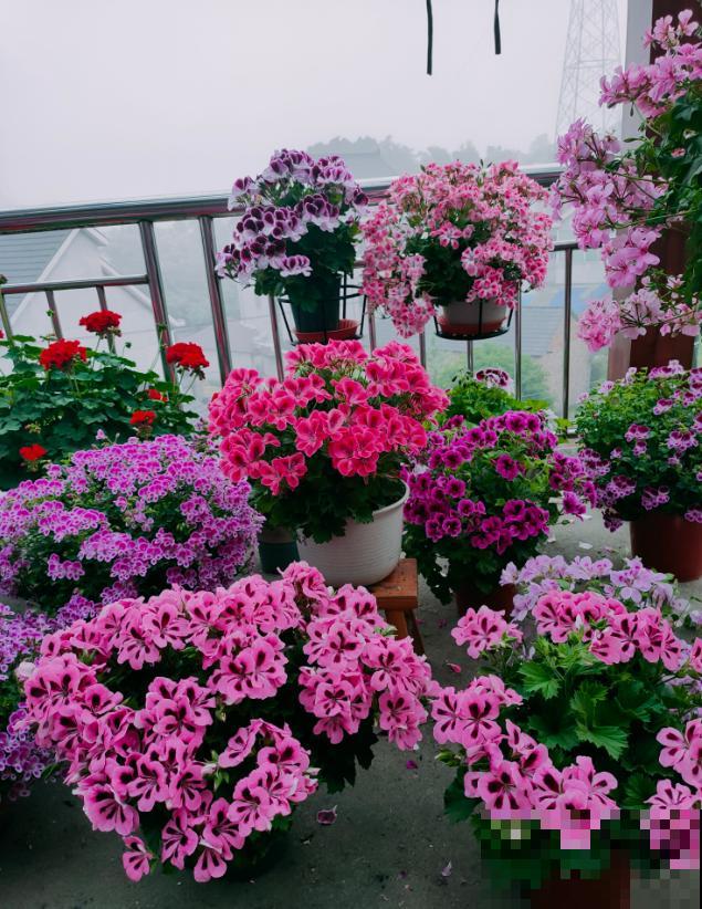 天竺葵最美的20个品种，不养一盆，对不起自己！