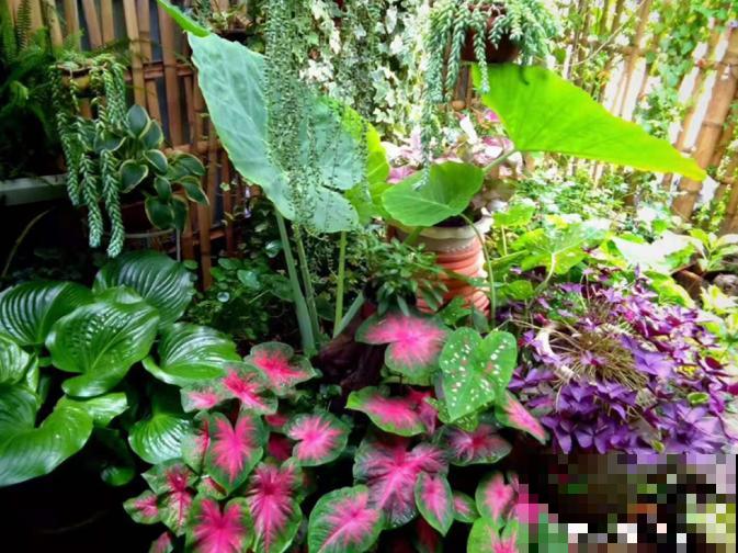 秋天就适合种草,叶子五彩斑斓,比月季三角梅都好看! 秋天就适合种草,叶子五彩斑斓,比月季三角梅都好看!