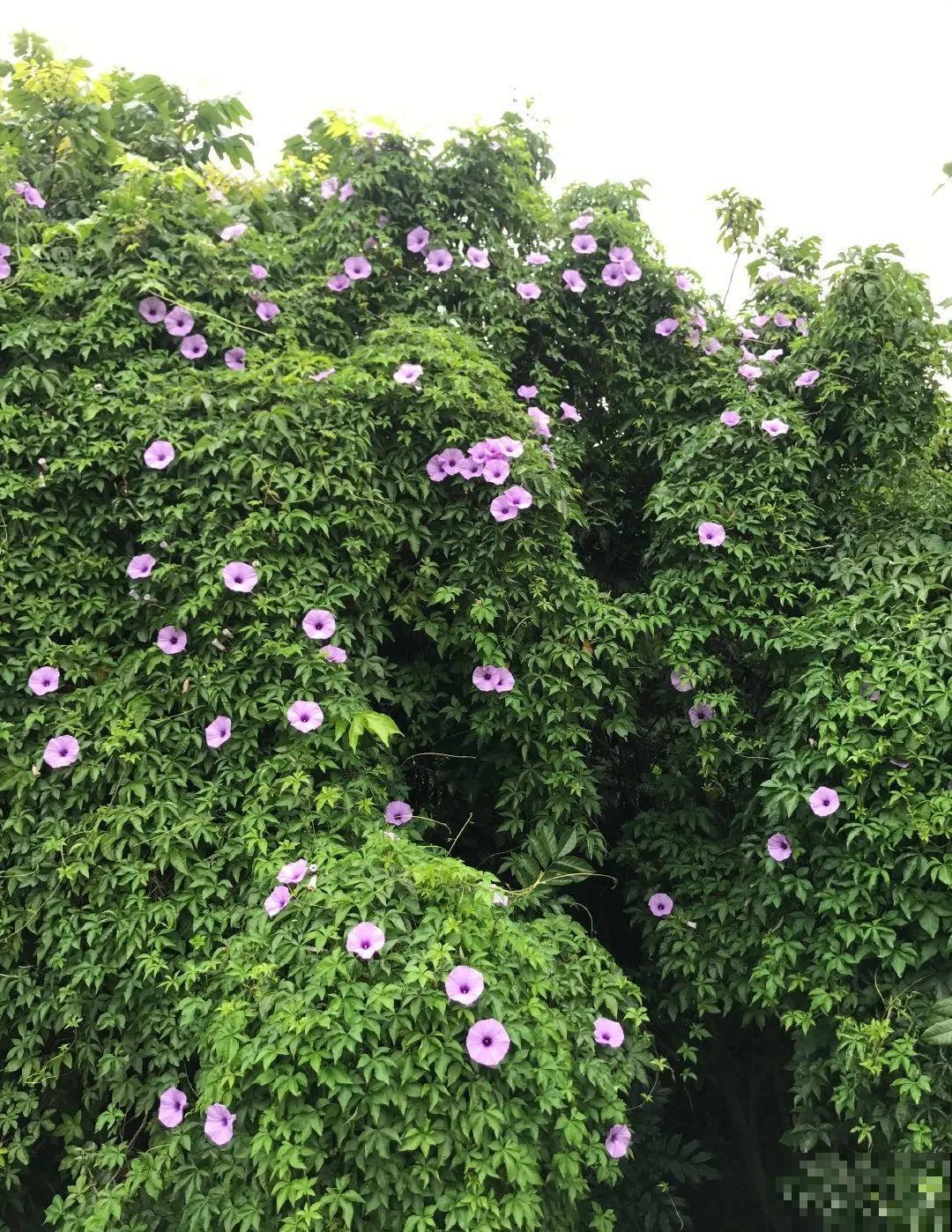 38种入侵植物,全村出来挖,挖完又长一大片 38种入侵植物,全村出来挖,挖完又长一大片