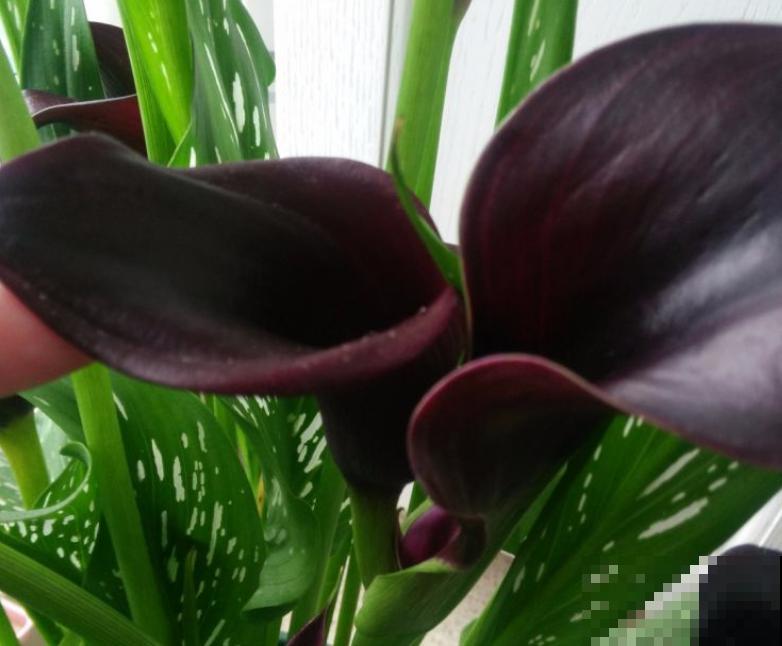 这些花一个比一个好看,但是大家都不喜欢,难道是不吉利? 这些花一个比一个好看,但是大家都不喜欢,难道是不吉利?