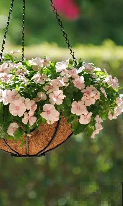 1种花是开花机器，只要温度合适，一年四季都能开花