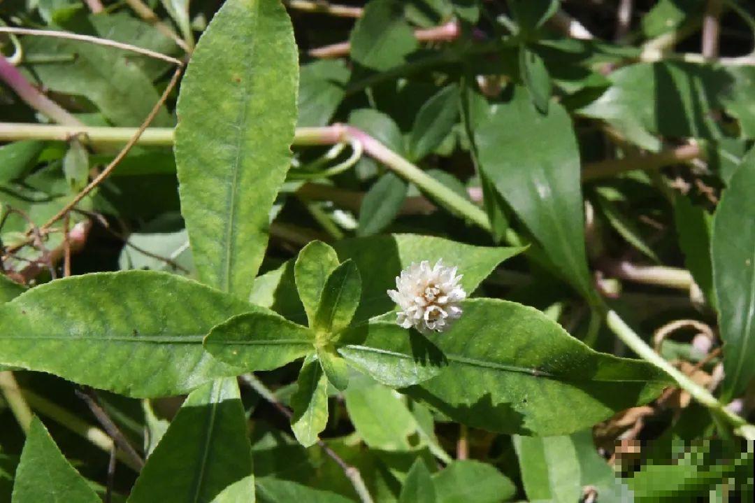 38种入侵植物,全村出来挖,挖完又长一大片 38种入侵植物,全村出来挖,挖完又长一大片
