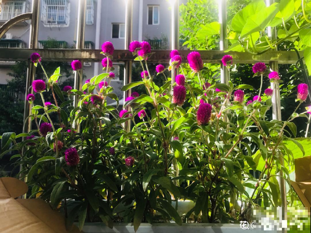 把花剪下来，倒挂几天风干，就能变成永生花！