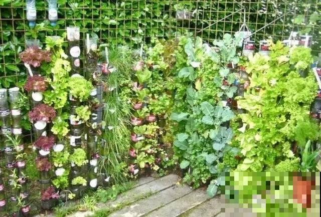 旧筷子、老干妈瓶，都是养花宝贝，做盆浇水都能用！