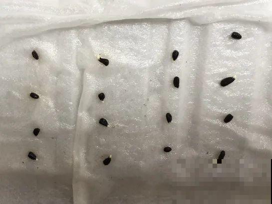 餐巾纸养花,成功率100%,简单又实用! 餐巾纸养花,成功率100%,简单又实用!