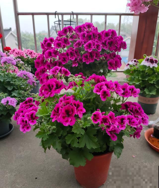 天竺葵最美的20个品种,不养一盆,对不起自己! 天竺葵最美的20个品种,不养一盆,对不起自己!