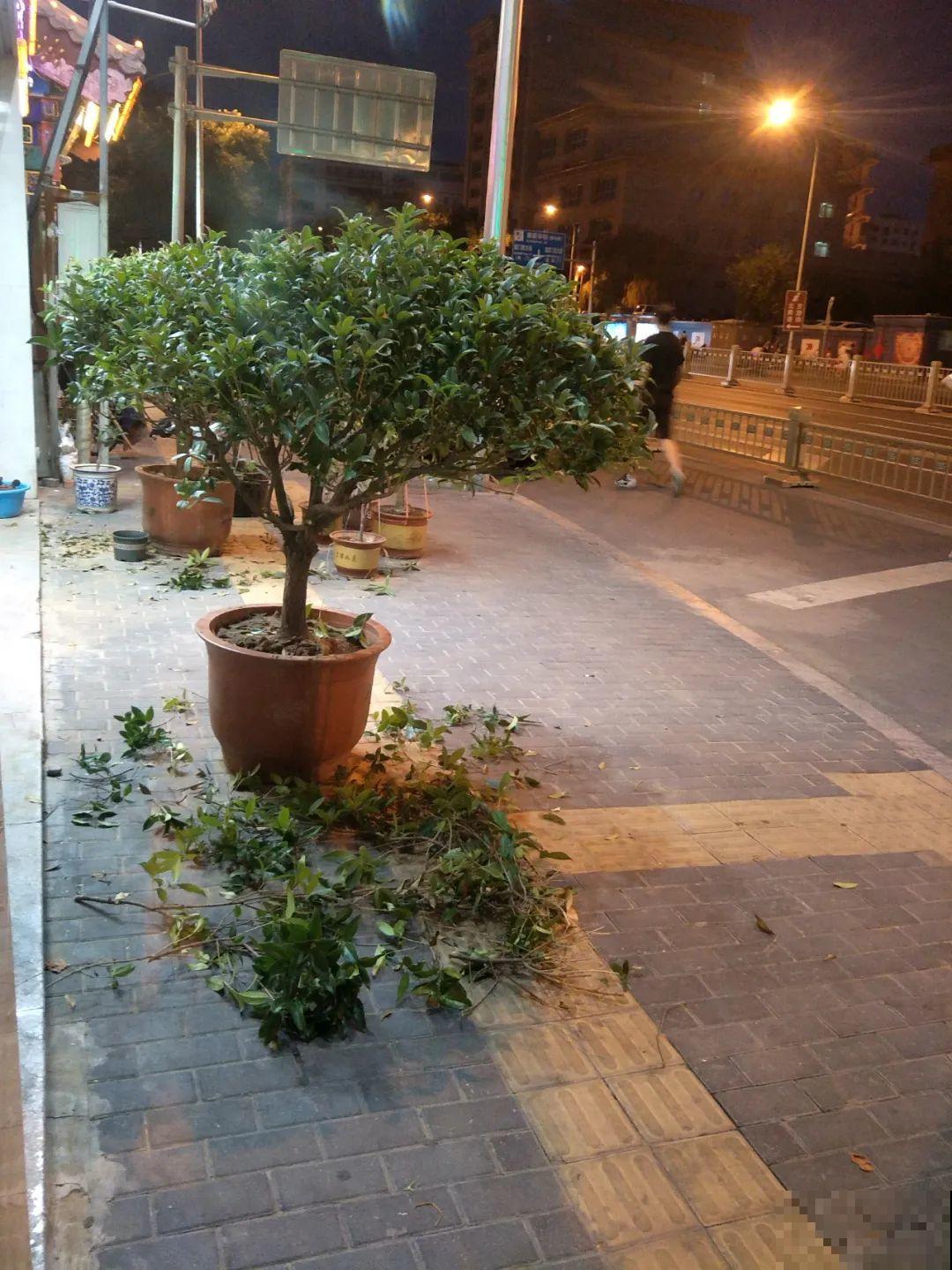 桂花秋天必须养，满树金黄，香飘四溢，不养吃亏了！